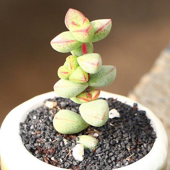 Real Live Succulent Cactus Plant Crassula Brevifolia Succulent Zone