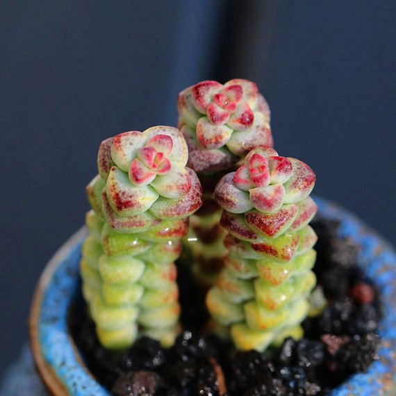 Real Live Succulent Cactus Plant : Echeveria 'Baby surprise' – Succulent  Zone