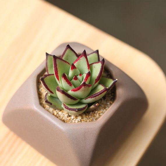 Real Live Succulent Cactus Plant : Echeveria agavoides 'Ebony'