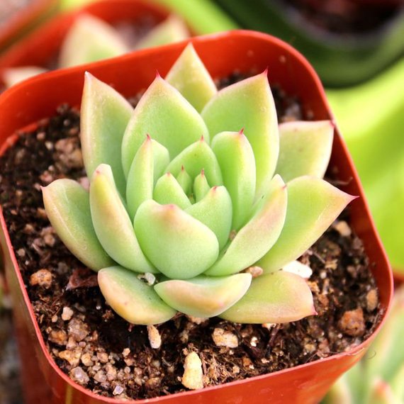 waxy succulent plant Real Live Succulent Cactus Plant : Echeveria agavoides 'Wax'