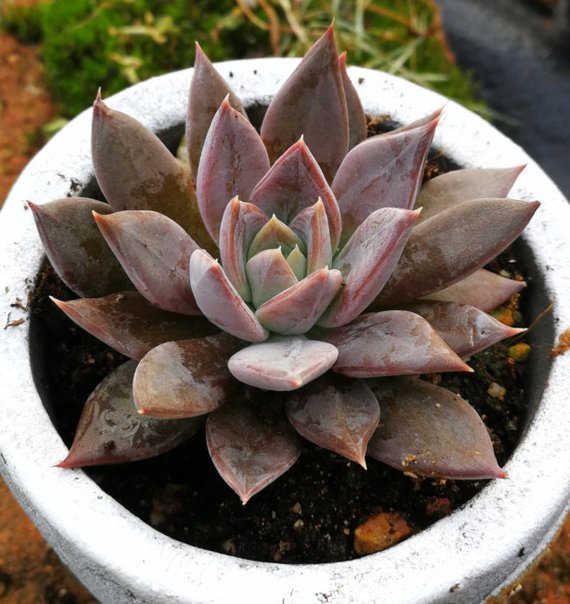 succulent silver Real Live Succulent Cactus Plant : Echeveria 'Silver Queen' – Succulent Zone