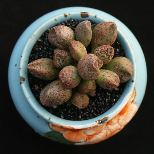 Real Live Succulent Cactus Plant : Adromischus marianae