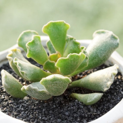 Real Live Succulent Cactus Plant : Adromischus poellnitzianus(Adromischus cristatus var. clavifolius)