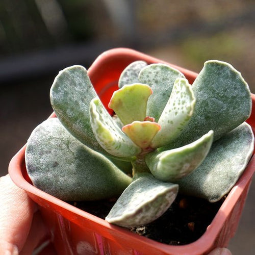 Real Live Succulent Cactus Plant : Adromischus cooperi