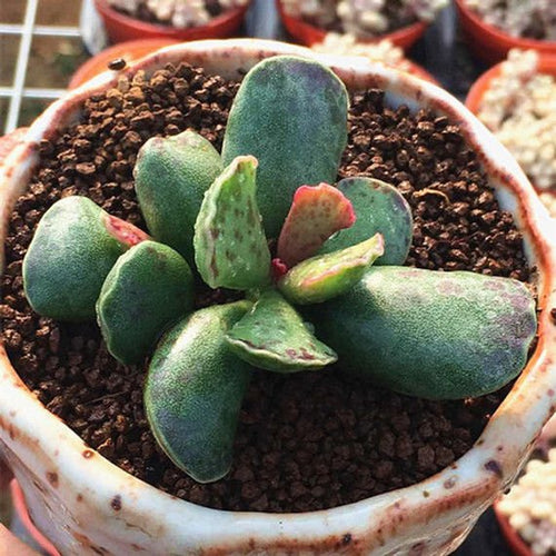 Real Live Succulent Cactus Plant : Adromischus cooperi A.Berger