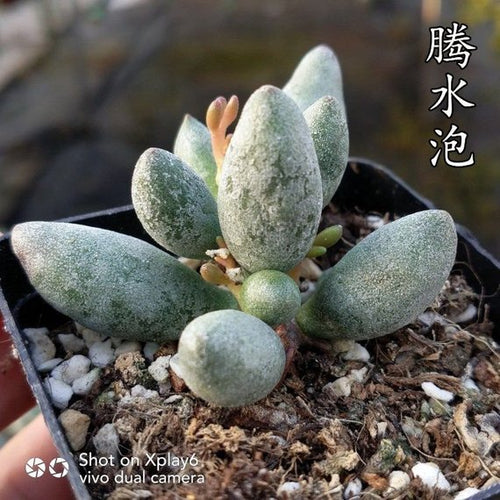 Real Live Succulent Cactus Plant : Adromischus