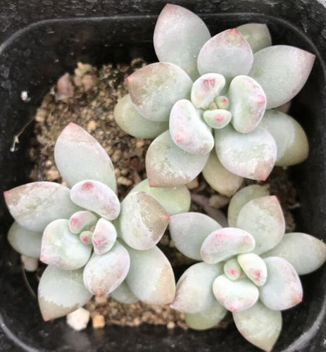 Real Live Succulent Cactus Plant : 'XIANGSHUINAIZHI'