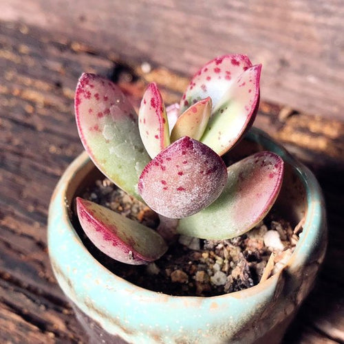 Real Live Succulent Cactus Plant : Adromischus
