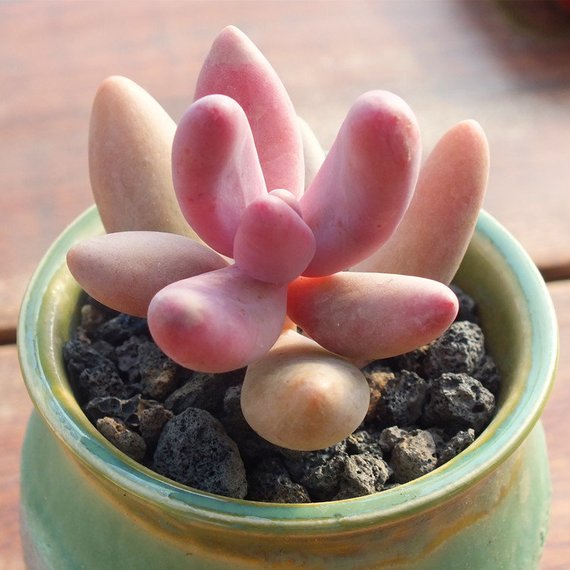 ganzhou succulent Real Live Succulent Cactus Plant : Pachysedum 'Ganzhou' – Succulent Zone