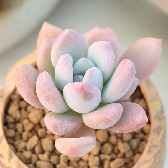 graptoveria succulent Real Live Succulent Cactus Plant : x Graptoveria 'Opalina' – Succulent Zone