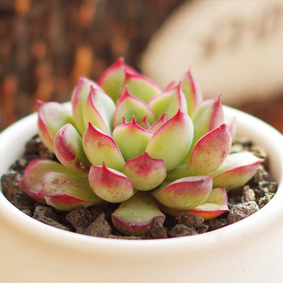 echeveria pulidonis succulent Real Live Succulent Cactus Plant : Echeveria pulidonis – Succulent Zone