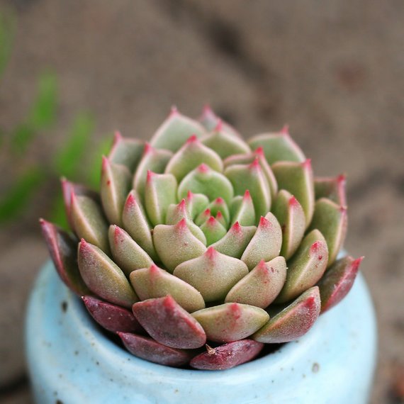 olivia succulent Real Live Succulent Cactus Plant : Echeveria Olivia