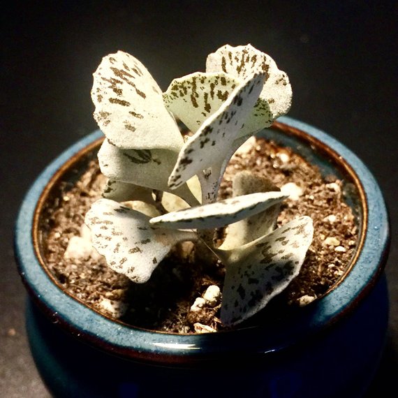 Real Live Succulent Cactus Plant : Kalanchoe rhombopilosa