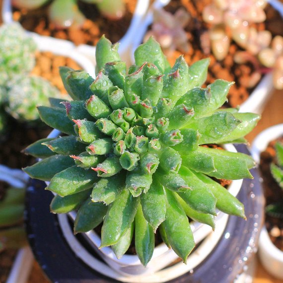 Real Live Succulent Cactus Plant : Sempervivum.calcareum jordan Oddifg