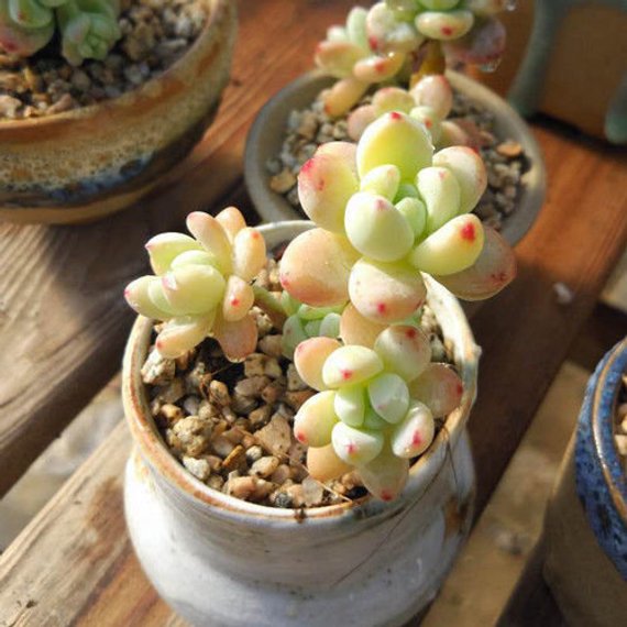 live succulents in white pots Real Live Succulent Cactus Plant : Sedum clavatum – Succulent Zone