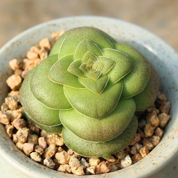 Real Live Succulent Cactus Plant Crassula Hemisphaerica Succulent Zone