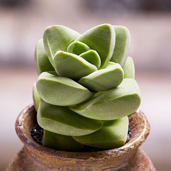 crassula moonglow succulent Real Live Succulent Cactus Plant : Crassula 'Moonglow'