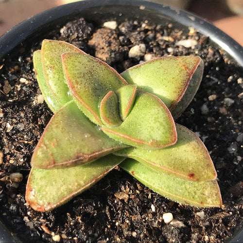 Real Live Succulent Cactus Plant :  Crasula cv. Spring Time