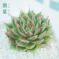 Real Live Succulent Cactus Plant : Graptoveria cv. Silver Star