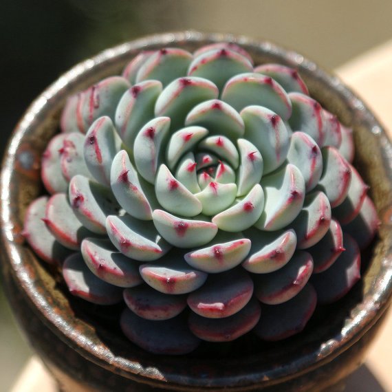 blue minima succulent Real Live Succulent Cactus Plant : Echeveria blue minima