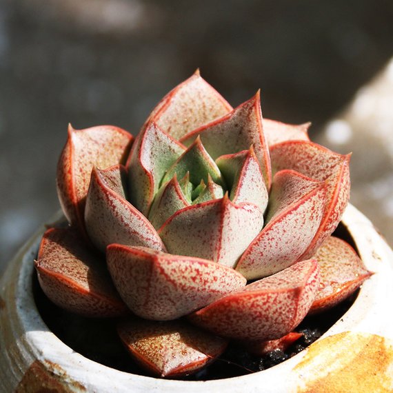 Real Live Succulent Cactus Plant : Echeveria purpusorum