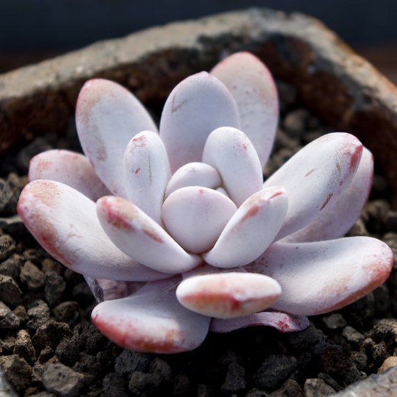 pink laui succulent Real Live Succulent Cactus Plant : Echeveria laui Moran & Meyr¨¢n