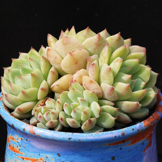 Real Live Succulent Cactus Plant : Echeveria 'Derosa'