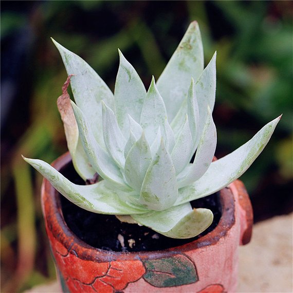 Real Live Succulent Cactus Plant : Dudleya pulverulenta