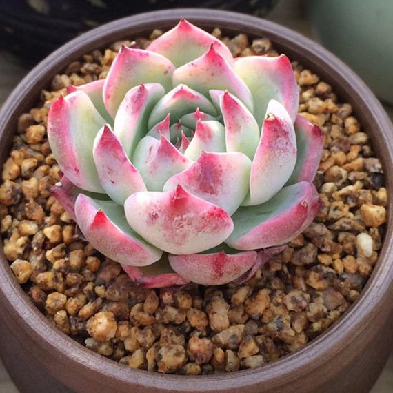 cvs succulents Real Live Succulent Cactus Plant : Echeveria cv 'Momotarou'