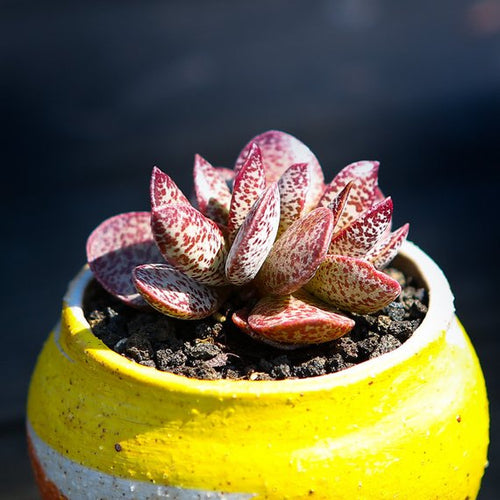 Real Live Succulent Cactus Plant :  Adromischus