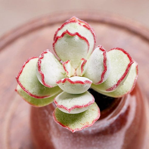 Real Live Succulent Cactus Plant : Cotyledon 'Choco Line'