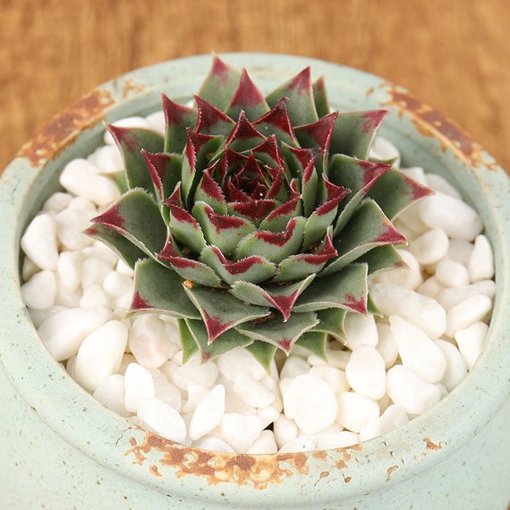 sempervivum tectorum succulent Real Live Succulent Cactus Plant : Sempervivum tectorum ssp. Calacreum – Succulent Zone