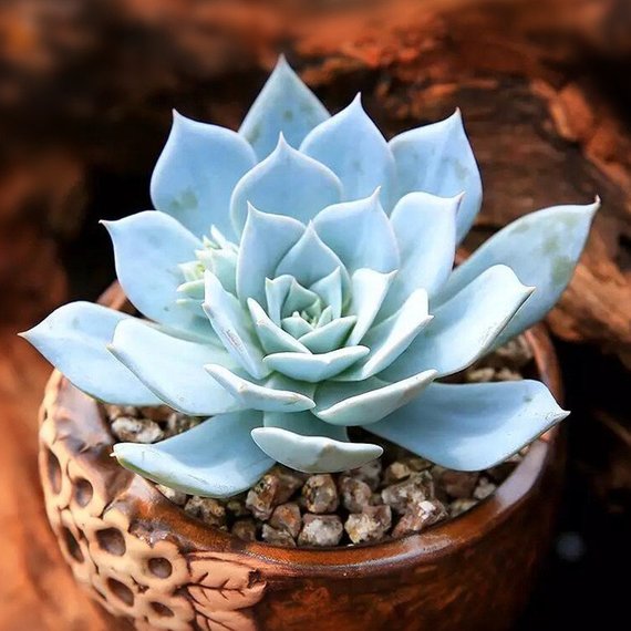 Real Live Succulent Cactus Plant : Echeveria blue bird