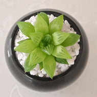 Real Live Succulent Cactus Plant : Haworthia cooperi var. leightonii