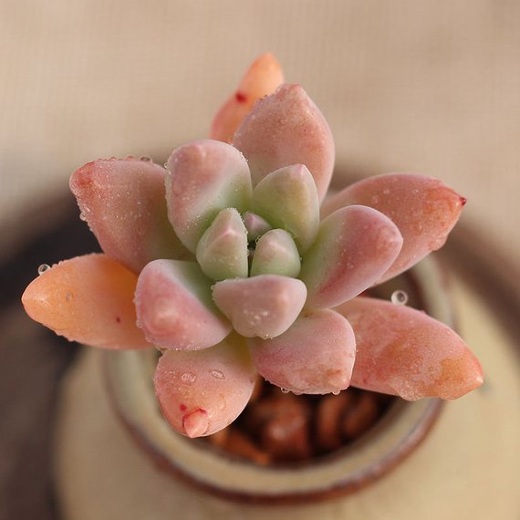 francesco baldi succulent Real Live Succulent Cactus Plant : xGraptosedum 'Francesco Baldi' – Succulent Zone