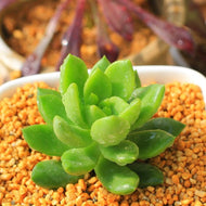 Real Live Succulent Cactus Plant : Sedum adolphii 'Green'  'QINGLI'