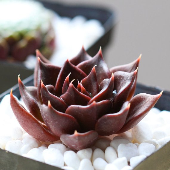 black prince succulent for sale Real Live Succulent Cactus Plant : Echeveria 'Black Prince' – Succulent Zone