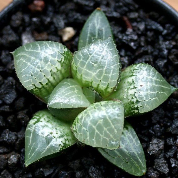 succulent that looks like glass Real Live Succulent Cactus Plant : Haworthia 'Glass Compto'