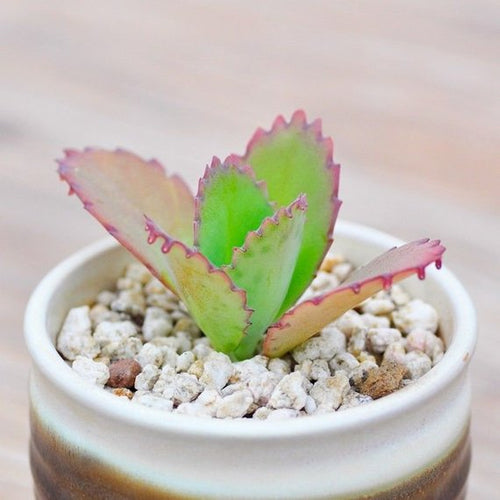 Real Live Succulent Cactus Plant : Bryophyllum pinnatum Oken
