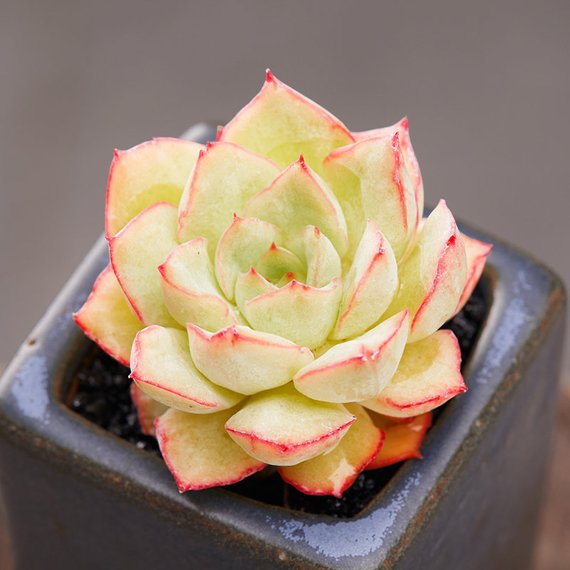 queen of succulents Real Live Succulent Cactus Plant : Echeveria Californica Queen – Succulent Zone