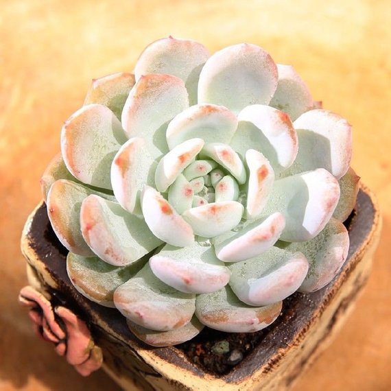succulent lei Real Live Succulent Cactus Plant : Echeveria Laui x lindsayana