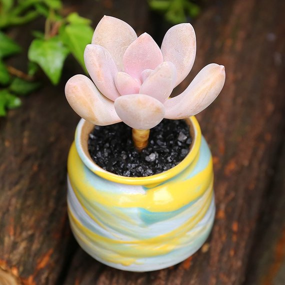 supreme plant pot Real Live Succulent Cactus Plant : x Graptophytum 'Supreme'