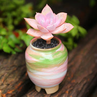 Real Live Succulent Cactus Plant : xGraptoveria 'Douglas Huth'