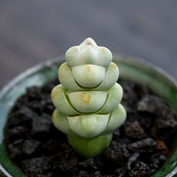 Real Live Succulent Cactus Plant Crassula Arta Succulent Zone