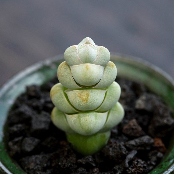 Real Live Succulent Cactus Plant : Crassula arta