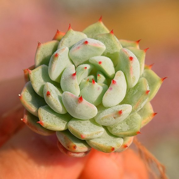 cuspidata succulent Echeveria cuspidata var. gemmula / Echeveria mexensis var. gemmula –  Succulent Zone