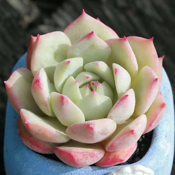 tippy succulent Real Live Succulent Cactus Plant : TP Echeveria Tippy