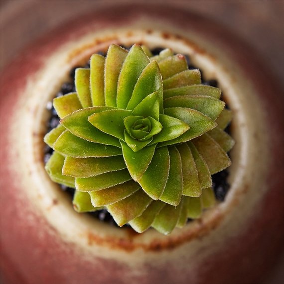 Real Live Succulent Cactus Plant : Crassula Estagnol