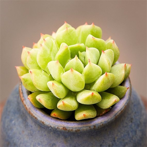 Real Live Succulent Cactus Plant : Echeveria 'Irish Mint'