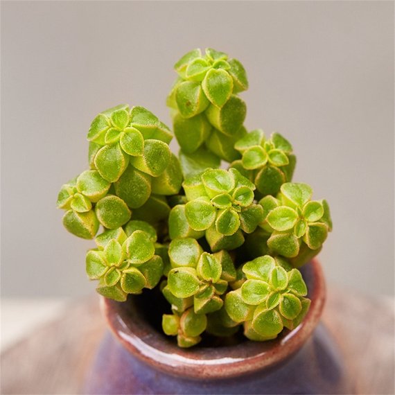 Real Live Succulent Cactus Plant : Peperomia columella – Succulent Zone
